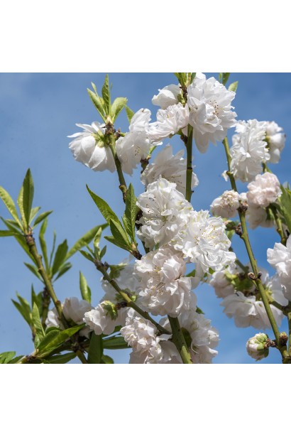 Цвітіння персика ‘Фреш Вайт’ навесні, рожеві ароматні квітки